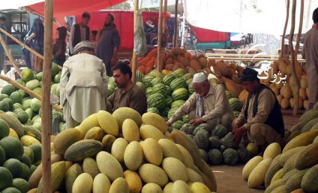 حاصل میوه در ولایت نیمروز افزایش یافته است